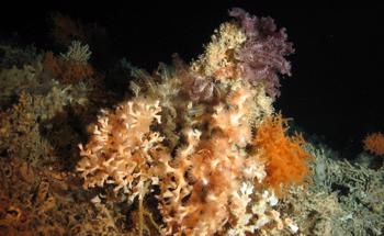 Resistance of Cold Water Corals to Global Warming