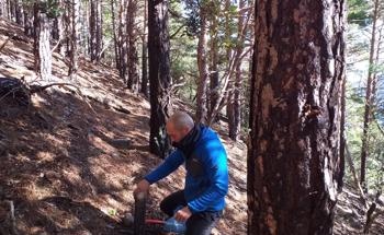 Thinning Helps Forests Adapt to Future Conditions Spawned by Climate Change