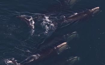 Researchers Measure Shifts in Whale Habitat Use in Cape Cod Bay