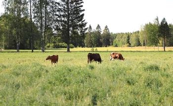 Total Methane Production in Milk Production Reduced by 57 Per Cent in 60 Years – Further Reductions Still Possible