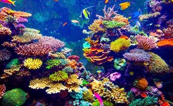 Changes in Temperature and Plate Tectonics Determine Distribution of Coral Over Time
