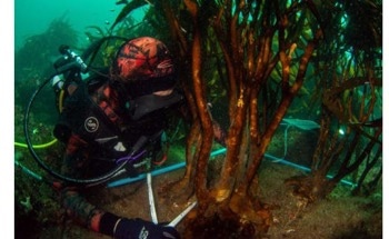 New Kelp Forest Platform a Vital Tool for Global Restoration Efforts