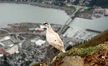 Study Suggests the Need for Active Stewardship to Tackle Climate Change
