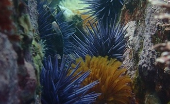 Scientists Observe the Dynamics of Sea Urchin Populations and Kelp Forests
