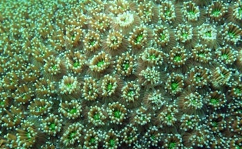 Temperate Phages Play a Vital Role in Mediating Colonization Competition in the Coral Microbiota
