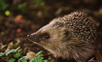Study Analyzes the Exposure of Terrestrial Mammals to Plastics
