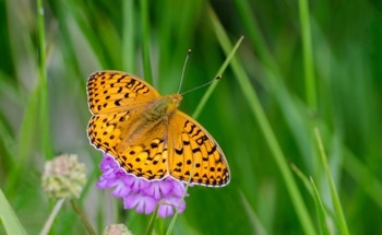 New Climate Adaptation Report Reveals Scale of Threat to UK Nature
