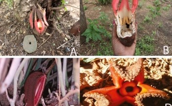 Climate Change Plays a Major Role in the Distribution of Holoparasitic Plants and Their Obligate Host