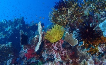 15 Issues That Could Greatly Impact Marine and Coastal Biodiversity