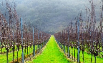 Climate Change Likely to Increase Potential for Wine Production