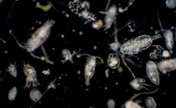 Plankton Likely to Store More Carbon in the Next Century