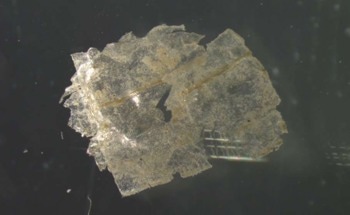 Research Team Detects High Levels of Microplastic Pollution in the Western Pacific Kuril-Kamchatka Trench