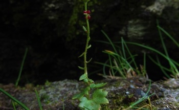 On the ‘Elevator to Extinction’: Arctic-alpine Plants Endangered in Scottish Highlands