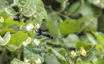 The Impact of Urban Agriculture on Bee Communities