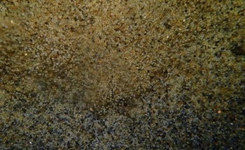 Microplastics: The Degradation of Plastic