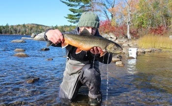 Study Provides Framework to Identify Resilient Populations of Arctic Charr