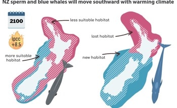 Climate Change Predicts Southerly Shift of Iconic Whale Species in New Zealand