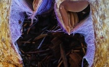 Landscape Topography and Droughts Alter the Diversity of Dust-Associated Microorganisms