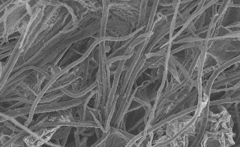 Synthetic Genes Could Make Plants More Resilient to Increasing Pressures from Climate Change