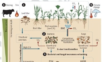 Climate Change Affects Grassland Soil Organic Carbon Storage