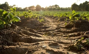 Microplastics: A Major Threat to Food Production and Farming