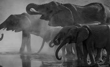 An Attempt to Identify Species Resistance Towards Climate Change