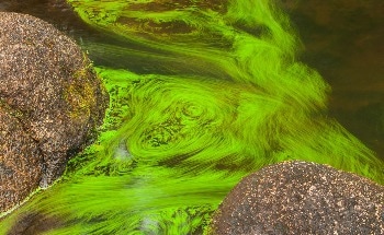 Warming Oceans Could Reduce the Carbon Sequestration Potential of Decomposing Kelp