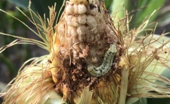 Soil Temperature Can Forecast Pest That Decimates Vegetable Crops