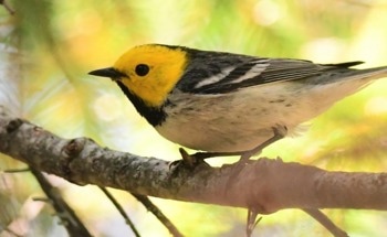 Old-Growth Forests Provide Thermal Refugia for Species Sensitive to Climate Warming