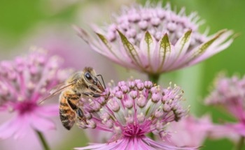 Study Looks at How Many More Bees are Needed to Preserve Crops