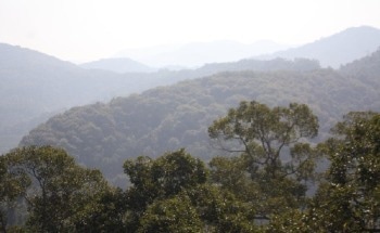 Link Between Photosynthesis and Phosphorus Discovered