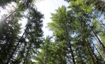 The Connection Between Forests, Carbon, and Climate Change