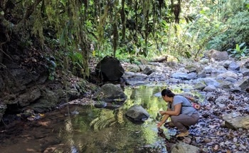 How Riverfront Trees Influence Water Quality and Carbon Storage