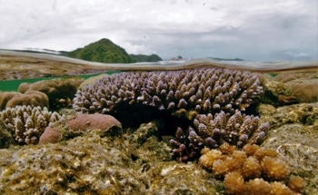 Inconsistency in the Heat Tolerance of Corals Discovered
