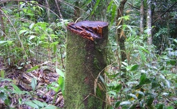 Effects of Climate Change on Rainforest’s Carbon Storage
