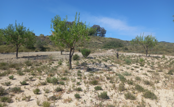 A New Strategy for Farm Productivity and Climate-Change