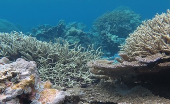 WHOI-led Project on Coral Reef Tech Awarded $5M from NSF