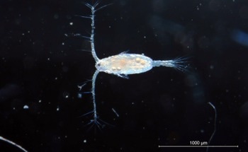 Study Reveals Copepod Adaptations to Global Warming