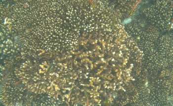 Locally Tailored and Globally Scalable Approach to Conserve Coral Reefs