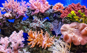 CORDAP Offers Funding Opportunity to Boost Coral Survival