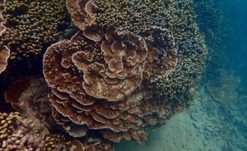 Understanding Algal Symbiont Diversity, Distribution, and Evolution