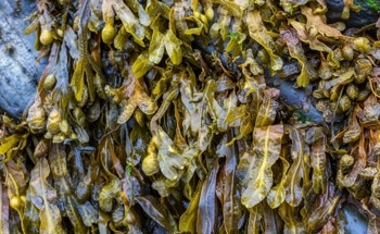 Sustainable Energy Storage Derived From Seaweed