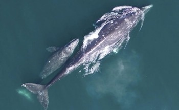 Underlying Reasons for the Decline in Gray Whale Numbers