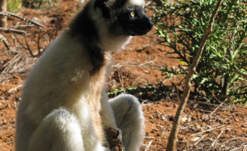 The Impact of Climate Change on Arboreal Primates