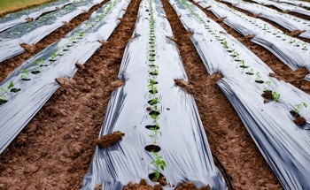 Overcoming the Challenge of Soil Pollution