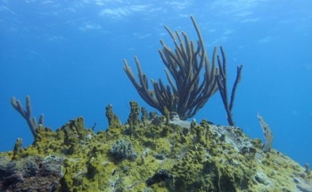 Changing Metabolites Impacts Coral Reef Microbial Communities