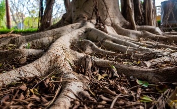 Ancient Trees Resist and Buffer Warming of Climate