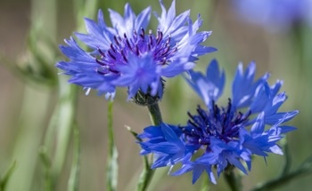 Early Warning Signs of Biodiversity Changes