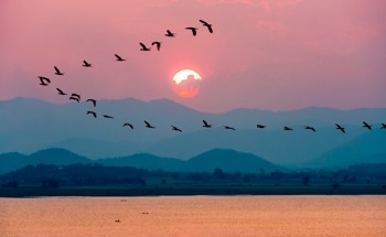 Impact of Light Pollution on Night-Migrating Birds