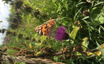 “Battle Plan” to Prevent Insect Losses Across the Globe